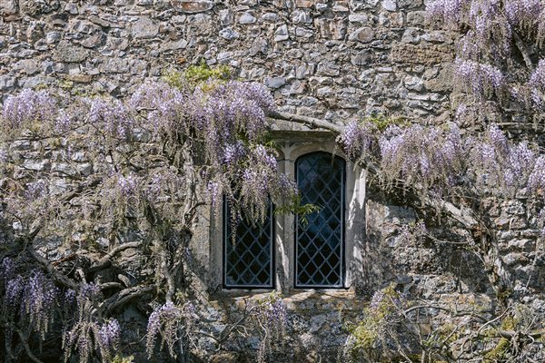 Cadhay window and wisteria